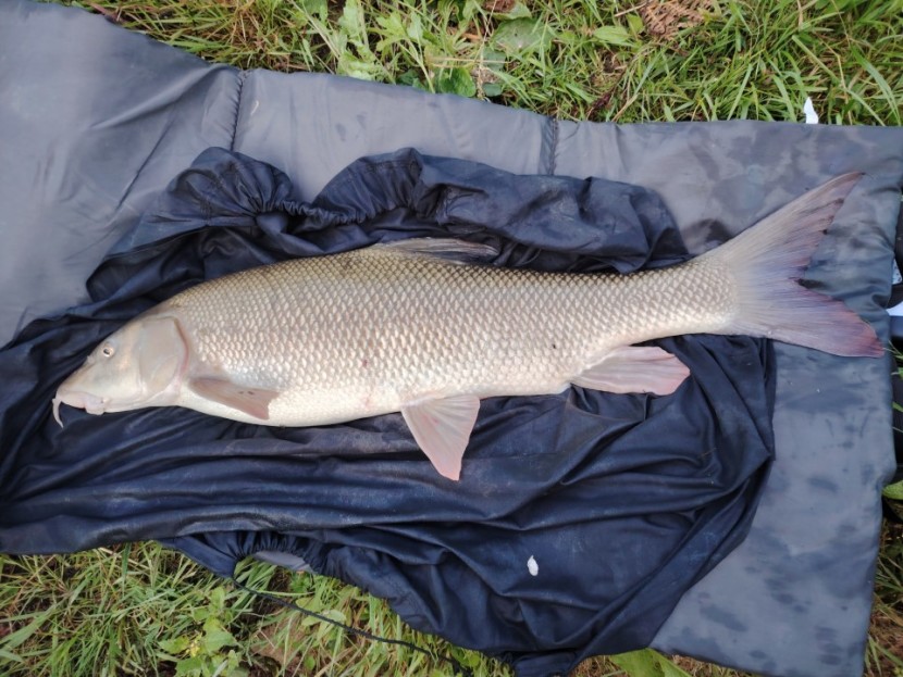 Home Fishery - David Talbott from New Milton